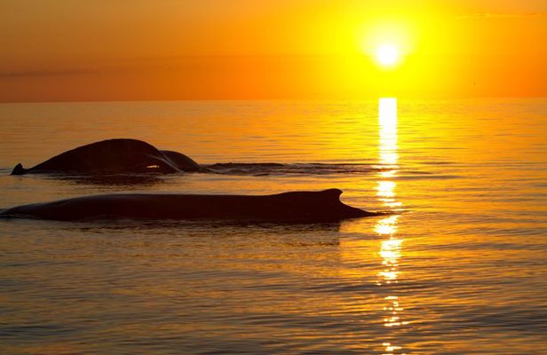 Hervey Bay Sunset Whale Watch with Local Drinks and Cookies