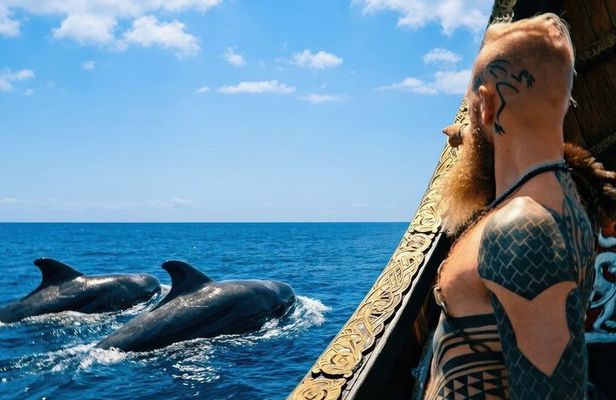 Tenerife Whale and Dolphin Watching + SWIM STOP