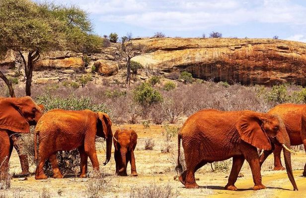 5 Days Safari Tsavo East West and Amboseli from Mombasa/ Nairobi