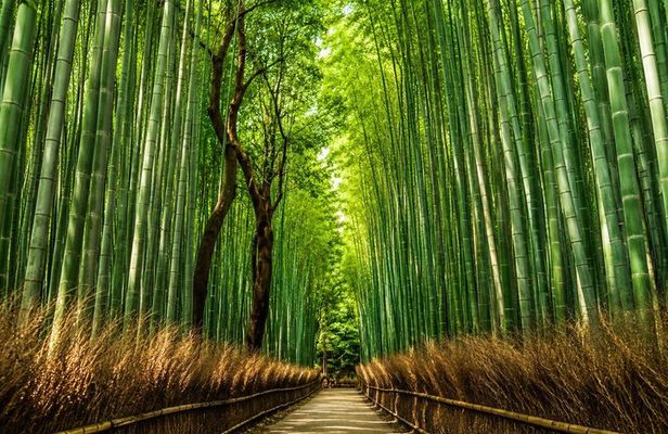 Kyoto Private Car Charter with English Driver Flexible Itinerary