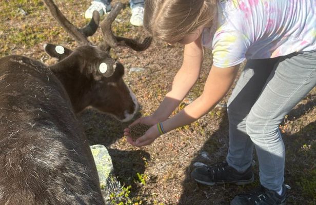 Short Reindeer Feeding Experience in Hammerfest