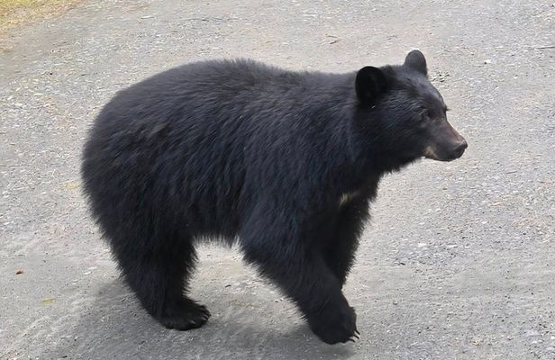 Private Van Wildlife Tour