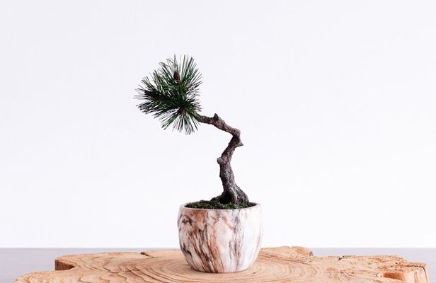 Asakusa Art of Zero Care Bonsai Authentic Crafting