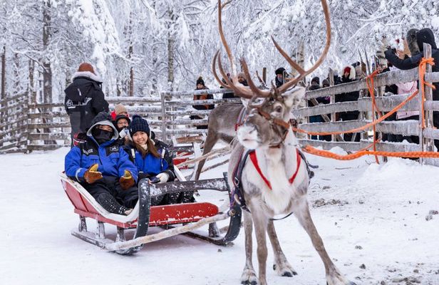 Arctic Combo, Huskies & Reindeer - Rovaniemi
