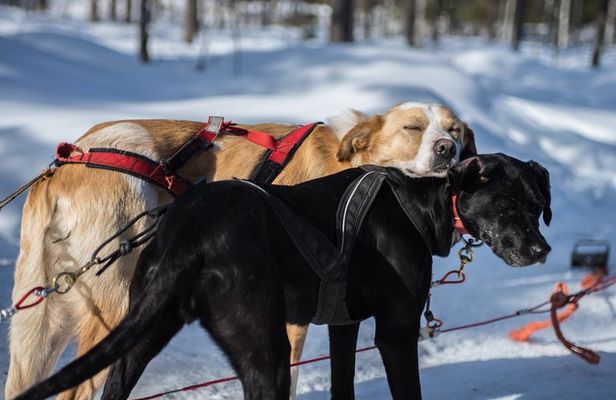 Husky Safari - Rovaniemi