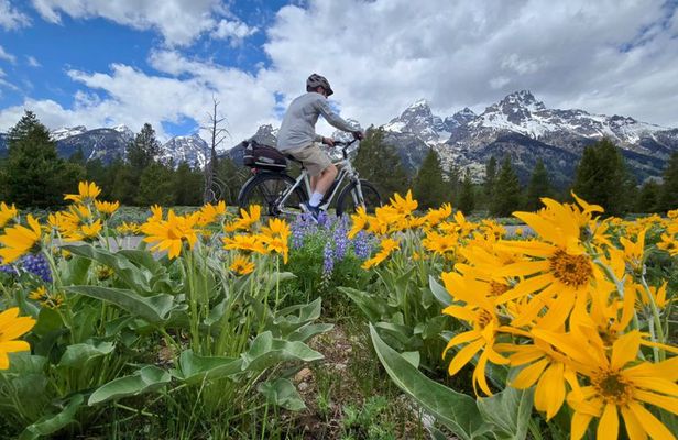 Scenic Wildlife Adventure in Grand Teton by E Bike