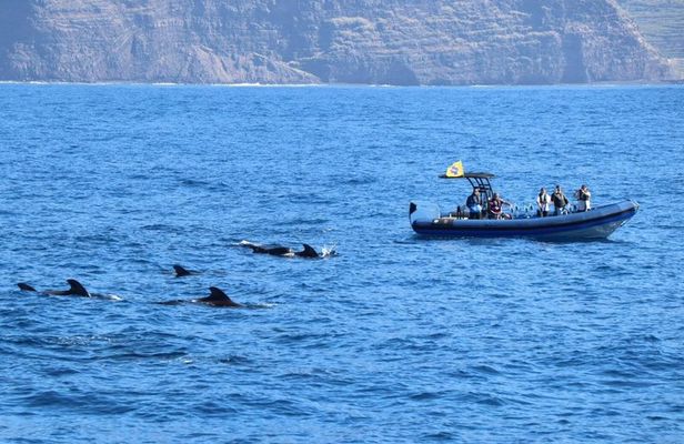 Coastal excursion with cetacean search island of La Palma