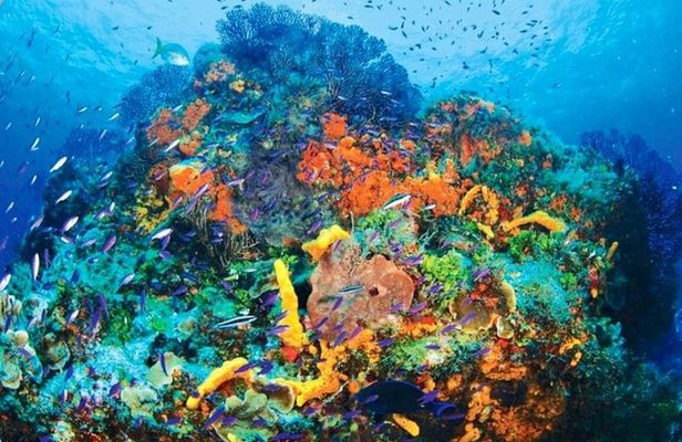 Tour Privado en Barco en Puerto Morelos con Almuerzo Incluido