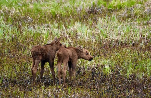 Anchorage to Whittier Cruise Transfer Tour with Port Drop-Off