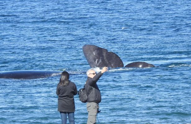 Whale Watching at El Doradillo Beach from Puerto Madryn
