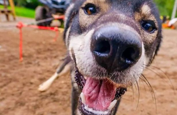Summer Dog Sled Adventure in Willow Alaska
