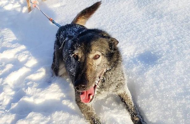 Winter Dog Sled Adventure in Willow Alaska