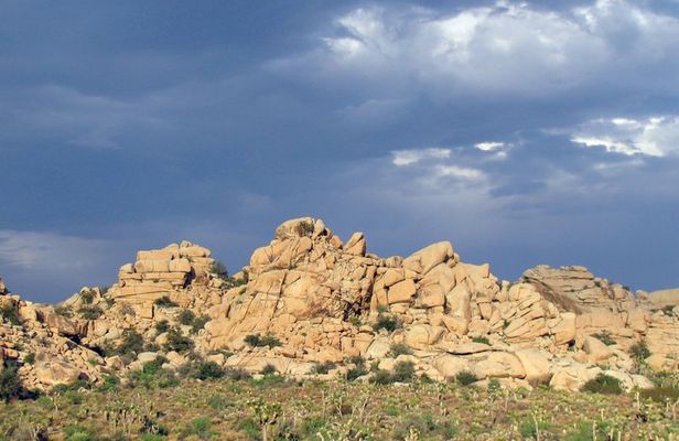 Guided Tour of Joshua Tree National Park with Local Expert