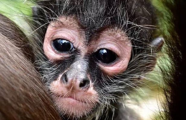 Wildlife rescue & hidden cenote experience