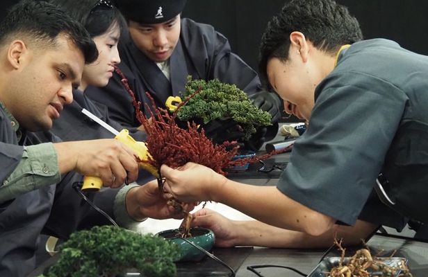 Osaka: Bonsai Making with a Local Guide