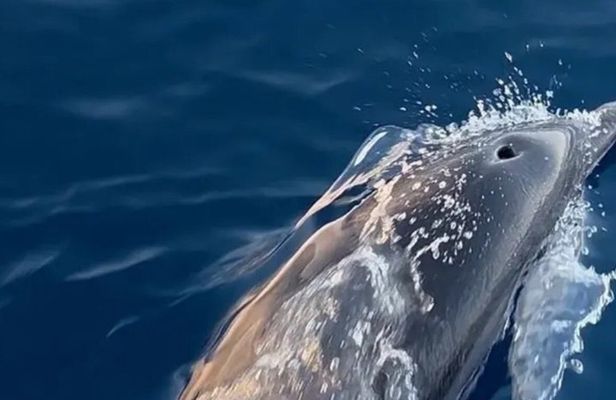 Excursion plus search for dolphins