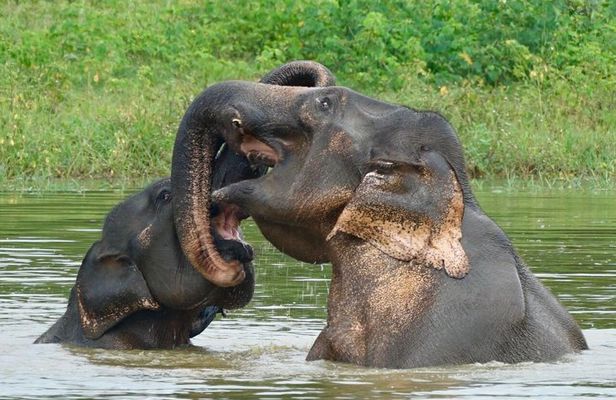Udawalawe National Park 4 Hours Budget Safari