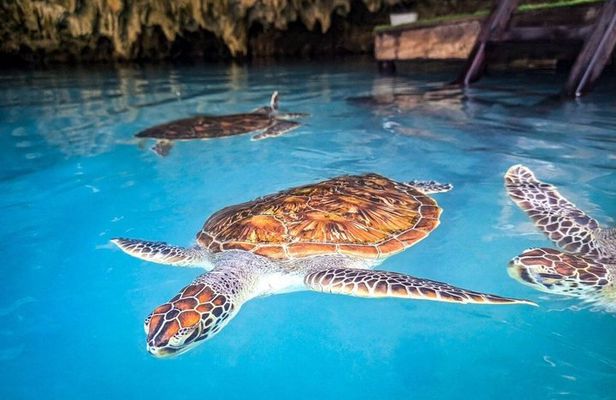 Zanzibar Dolphin Tour Jozani Forest and Salaam Cave with Transfer