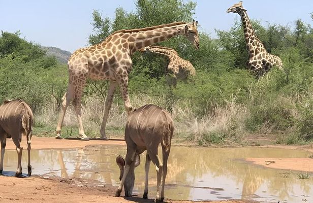 Zanzibar to Mikumi Safari Day Trip with Flight, Lunch & Transfers