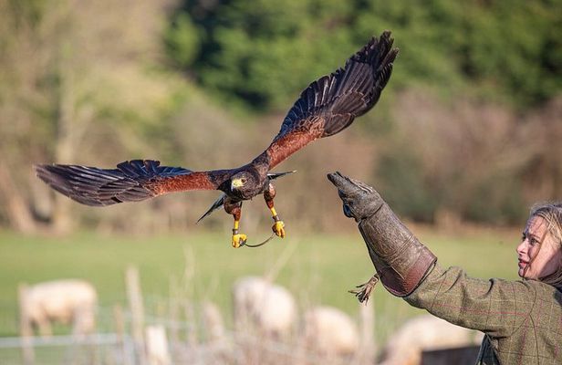 Hawk Walk through the Highland Woodland of Inverness