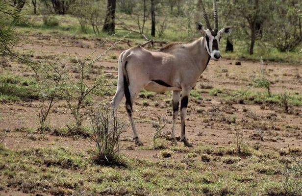 2-Day Awash National Park Safari & Doho from Addis Ababa