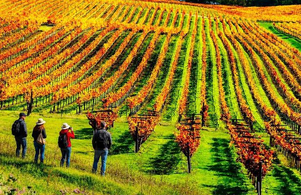 Private Wine Tasting Day Tour from Beirut
