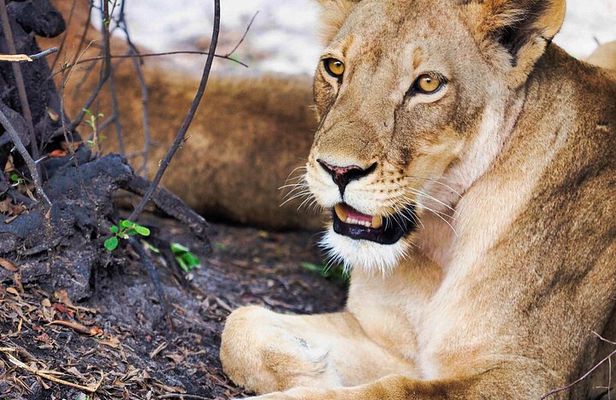 Full Day Chobe National Park Safari from Livingstone