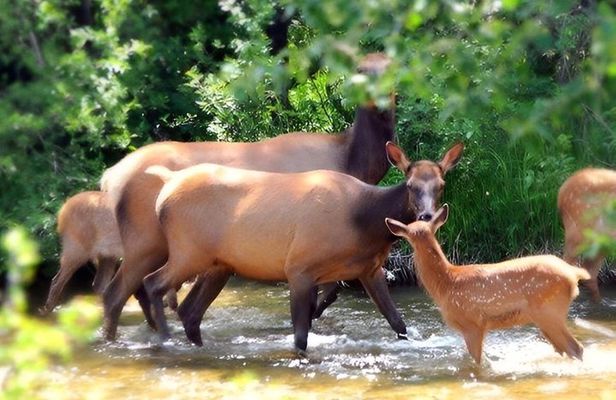 Bozeman Wildlife and Scenery Tour