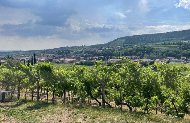 Wine Tour of Amarone della Valpolicella