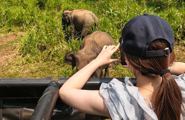 Minneriya National Park Private Elephant Wildlife Safari