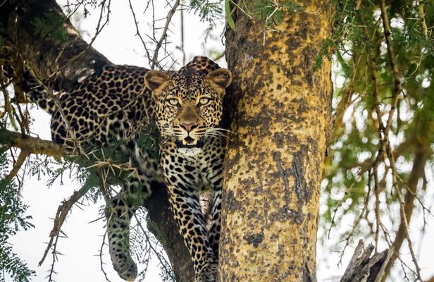 1 Day BIG FOUR Safari to Mikumi Park by train from Dar es Salaam