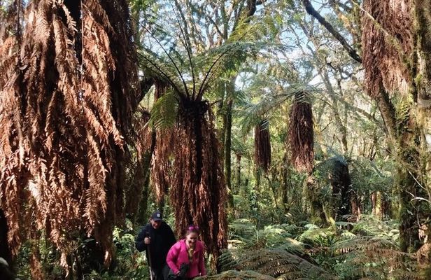 Jurassic Jungle Hike: Discover the Giant Ferns of Amboró