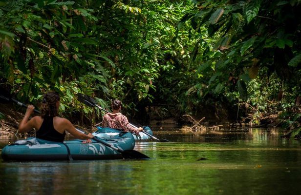 Private Sloth and Kayak Tour in Punta Uva