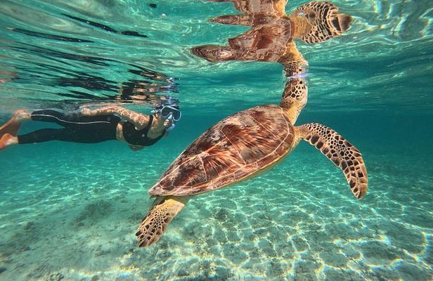 Private Gili Islands Snorkeling Tour with Sea Turtles