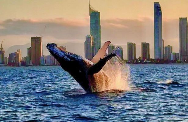 Whale Watching Cruise on the Gold Coast