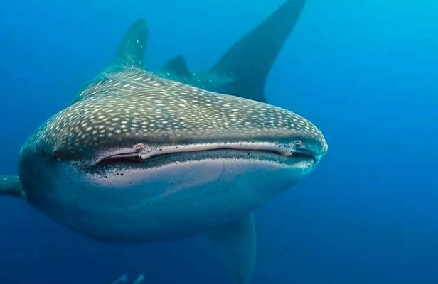 Whale Shark Snorkeling Adventure in Isla Mujeres