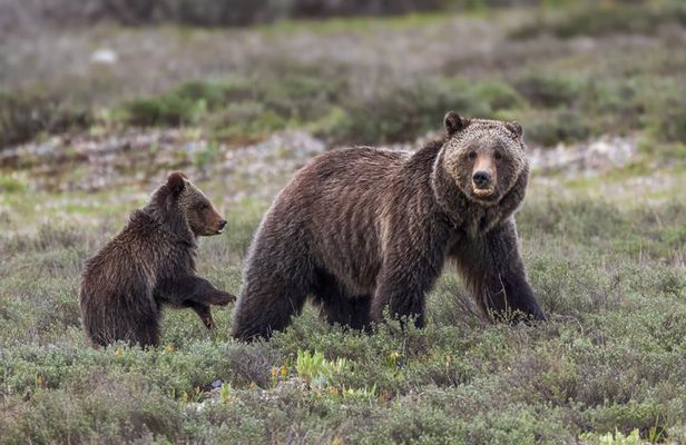 Private Full Day Wildlife Safari in Grand Teton National Park