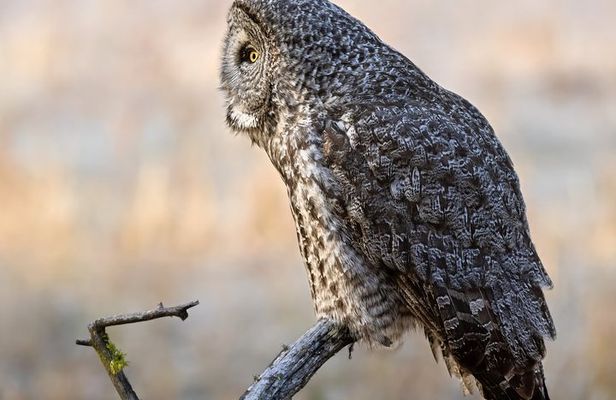 Private Sunset Wildlife Safari in Grand Teton National Park