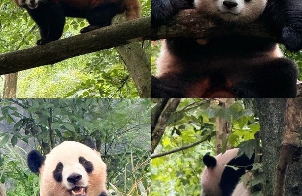 Chengdu Panda Valley and Mount Qingcheng All Inclusive day Tour