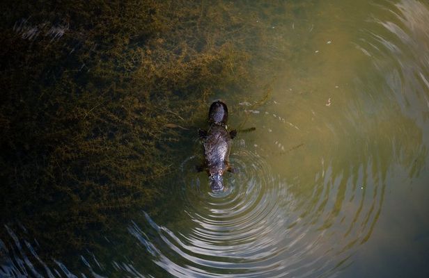 Airlie Beach: Eungella Wild Platypus Encounter Eco Tour