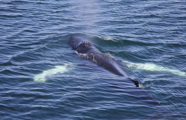 Whale Watching Adventure in Akureyri