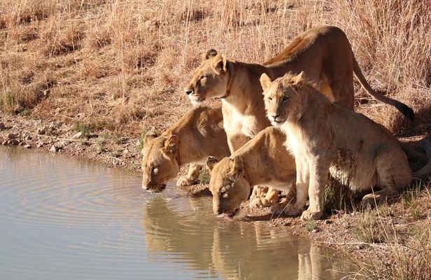 From Zanzibar: 2-Day Selous Safari with Flights & Lodge Stay