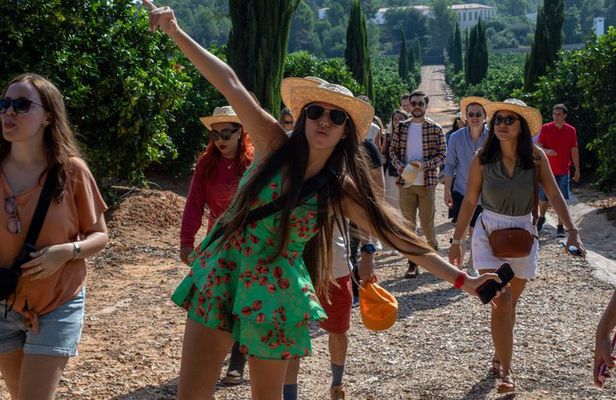 From Valencia: Orange Grove Experience + Transport & Tasting