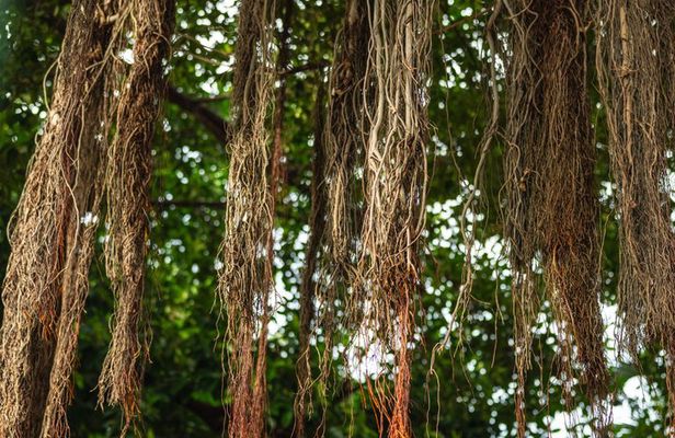 History Nature and Culture of Key West Walking Tour