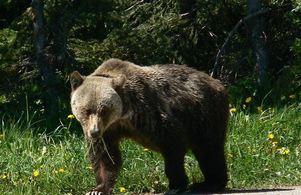 Banff Kananaskis Bear Country Wildlife Focused Guided Hikes