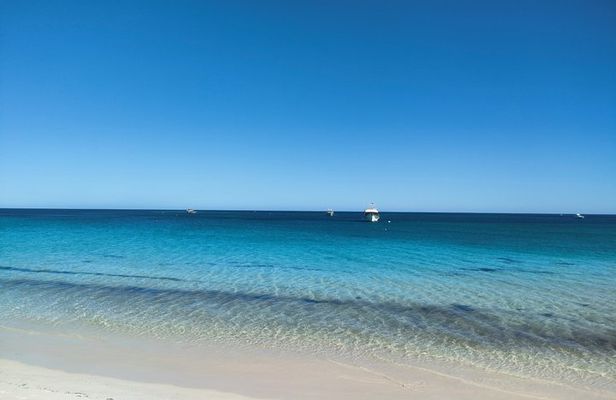 Koala, Lancelin, Wedge Island and Pinnacles Tour from Perth