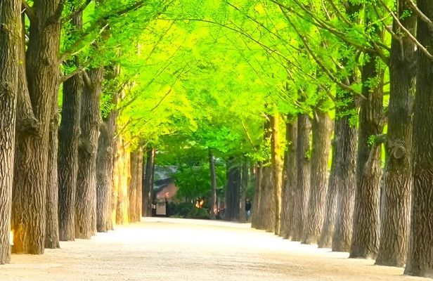 Private Hotel pickup Nami Island Rail Bike Garden of Morning Calm