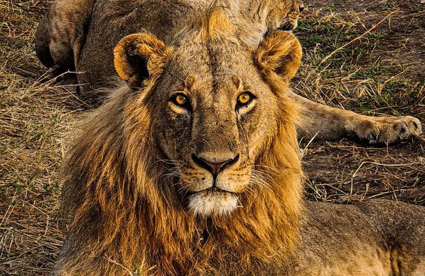 Nairobi National Park Safari Tour World's Wildlife Capital