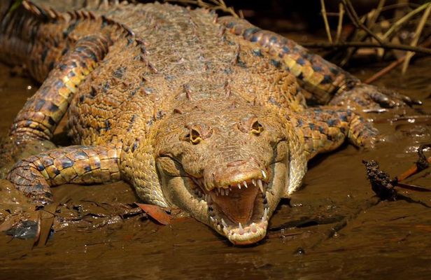 Mangrove tour, crocodiles , monkeys birds nature Boat or Kayak