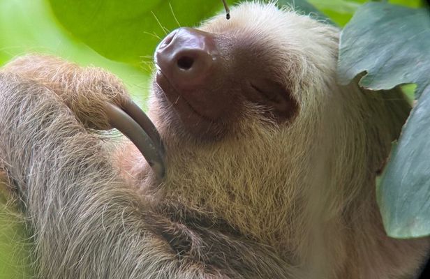 Guided Tour in Manuel Antonio National Park Without Ticket